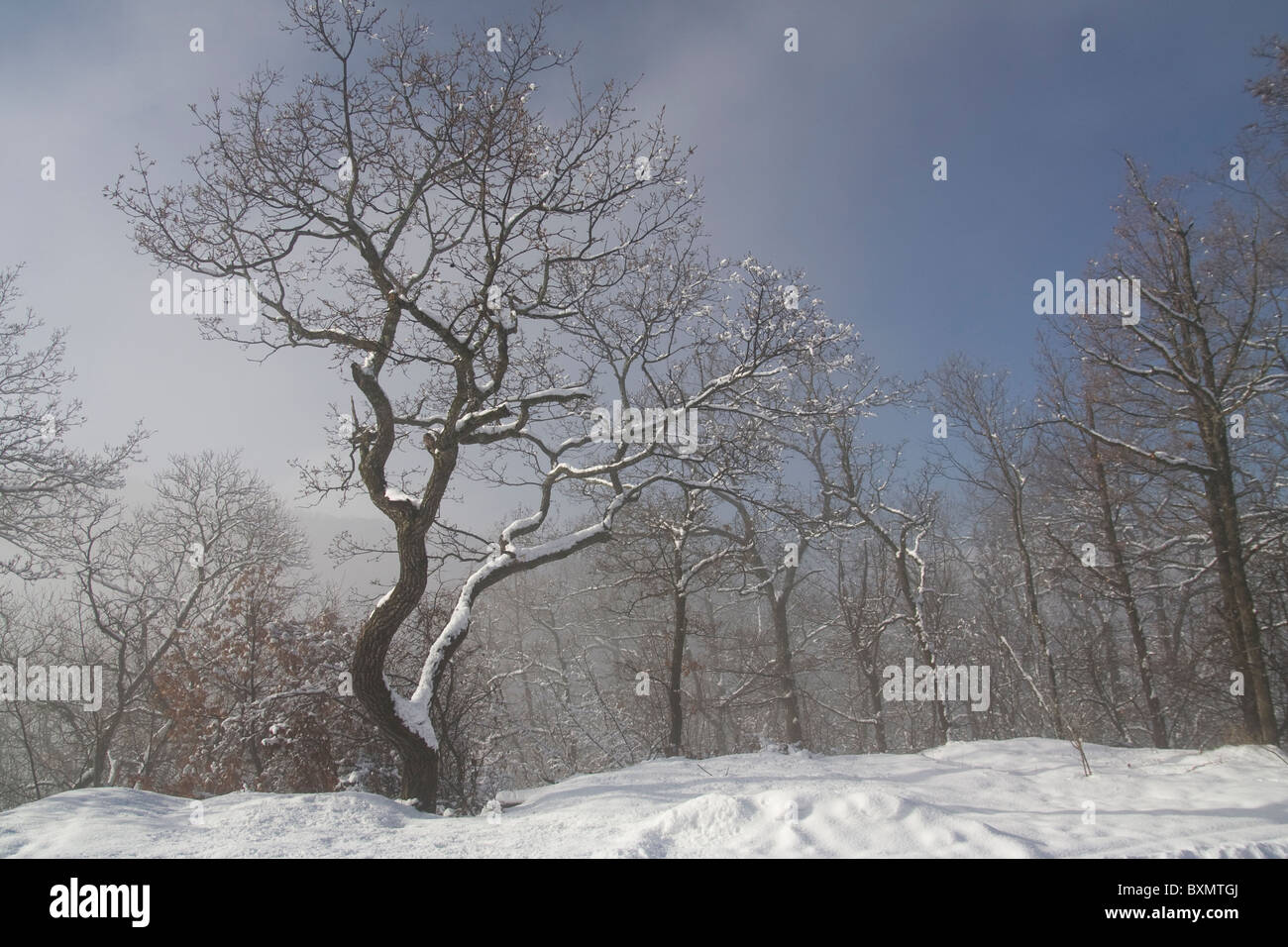 Dieses Bild zeigt Bäume im Schnee in Germia Park, einem öffentlichen Bereich außerhalb Prishtina im Kosovo Stockfoto