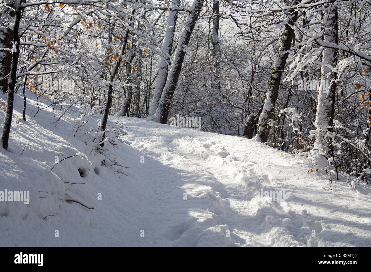 Dieses Bild zeigt Bäume im Schnee in Germia Park, einem öffentlichen Bereich außerhalb Prishtina im Kosovo Stockfoto