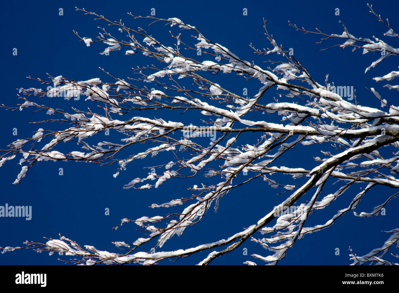 Schneebedeckte Zweige werden vor einem blauen Himmel in Germia Park, einem öffentlichen Bereich außerhalb Prishtina im Kosovo umrissen. Stockfoto