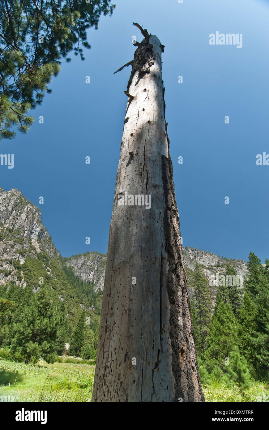 Toter Baum im Yosemite Valley Stockfoto