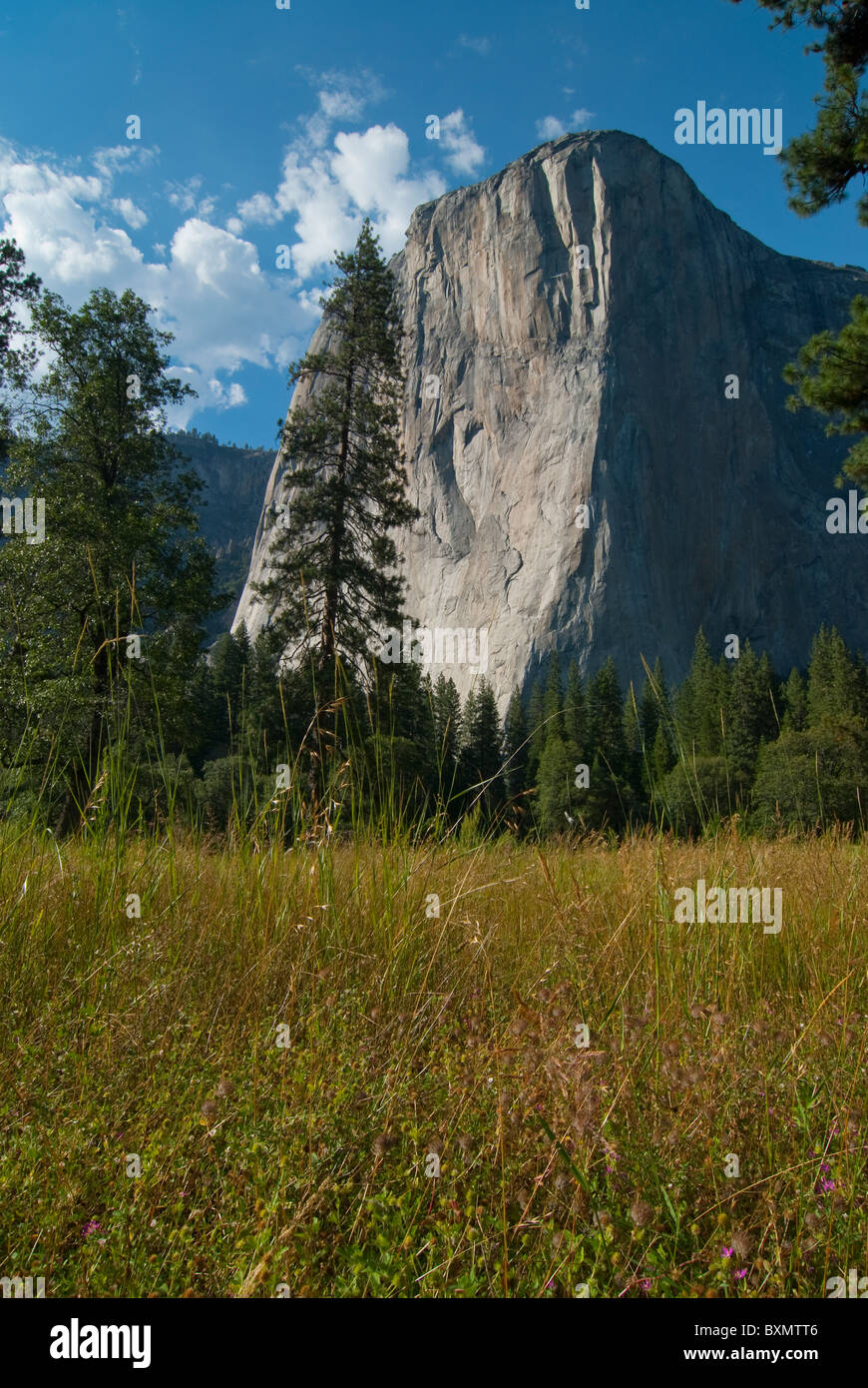 Massive El Capitan gesehen aus dem Yosemite Valley Stockfoto