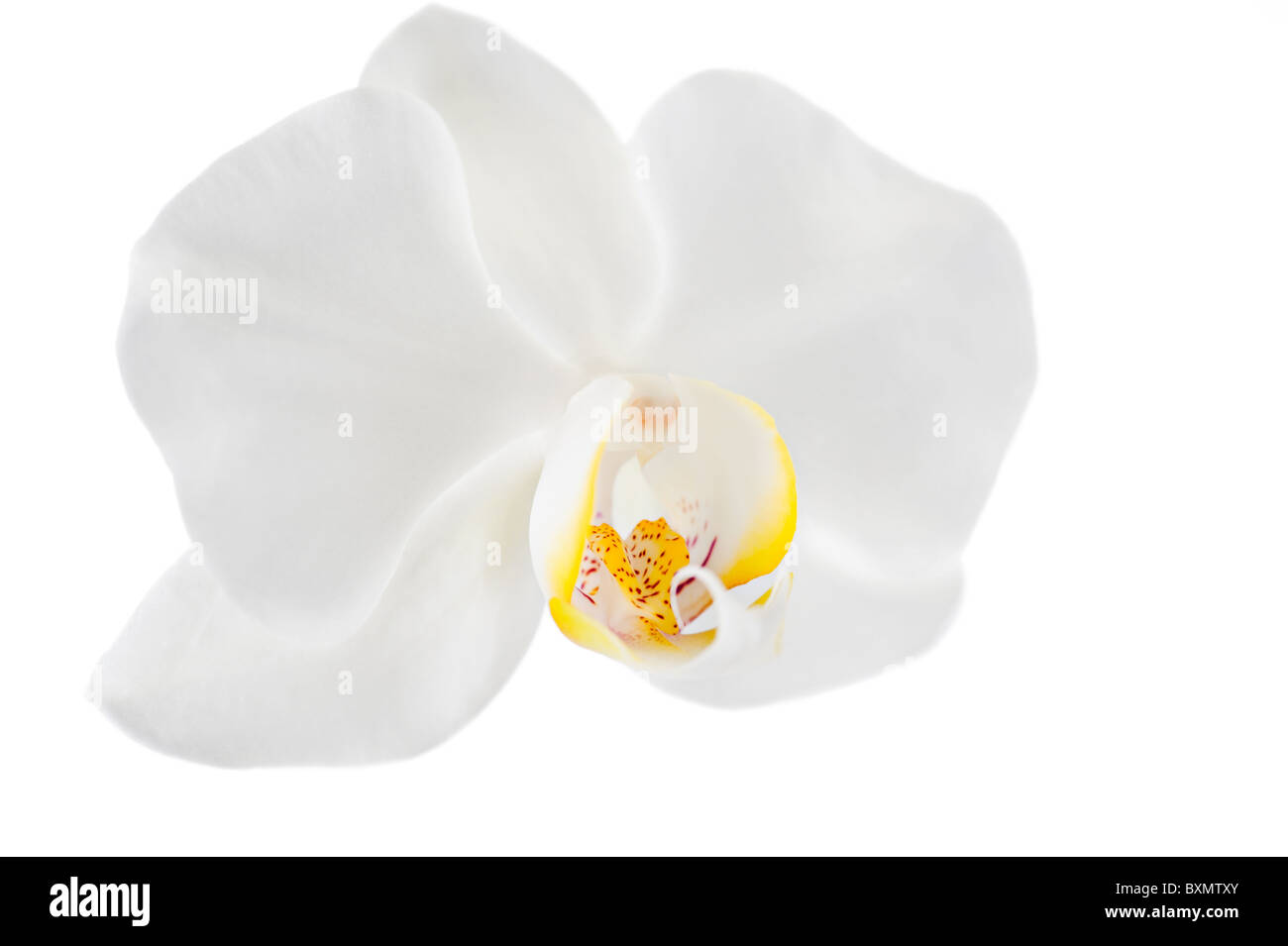 Makroaufnahme einer einzigen Orchidee Blume isoliert auf weißem Hintergrund Stockfoto