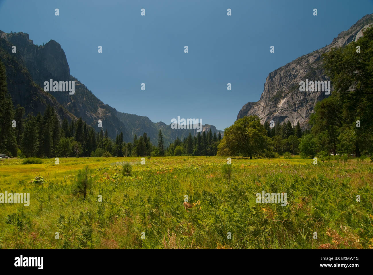 Wiese im Yosemite Valley Stockfoto