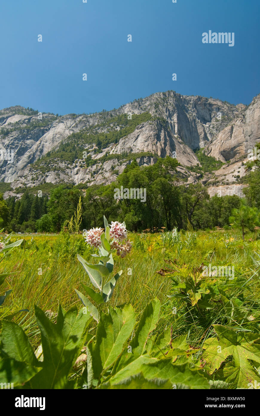 Wiese im Yosemite Valley Stockfoto