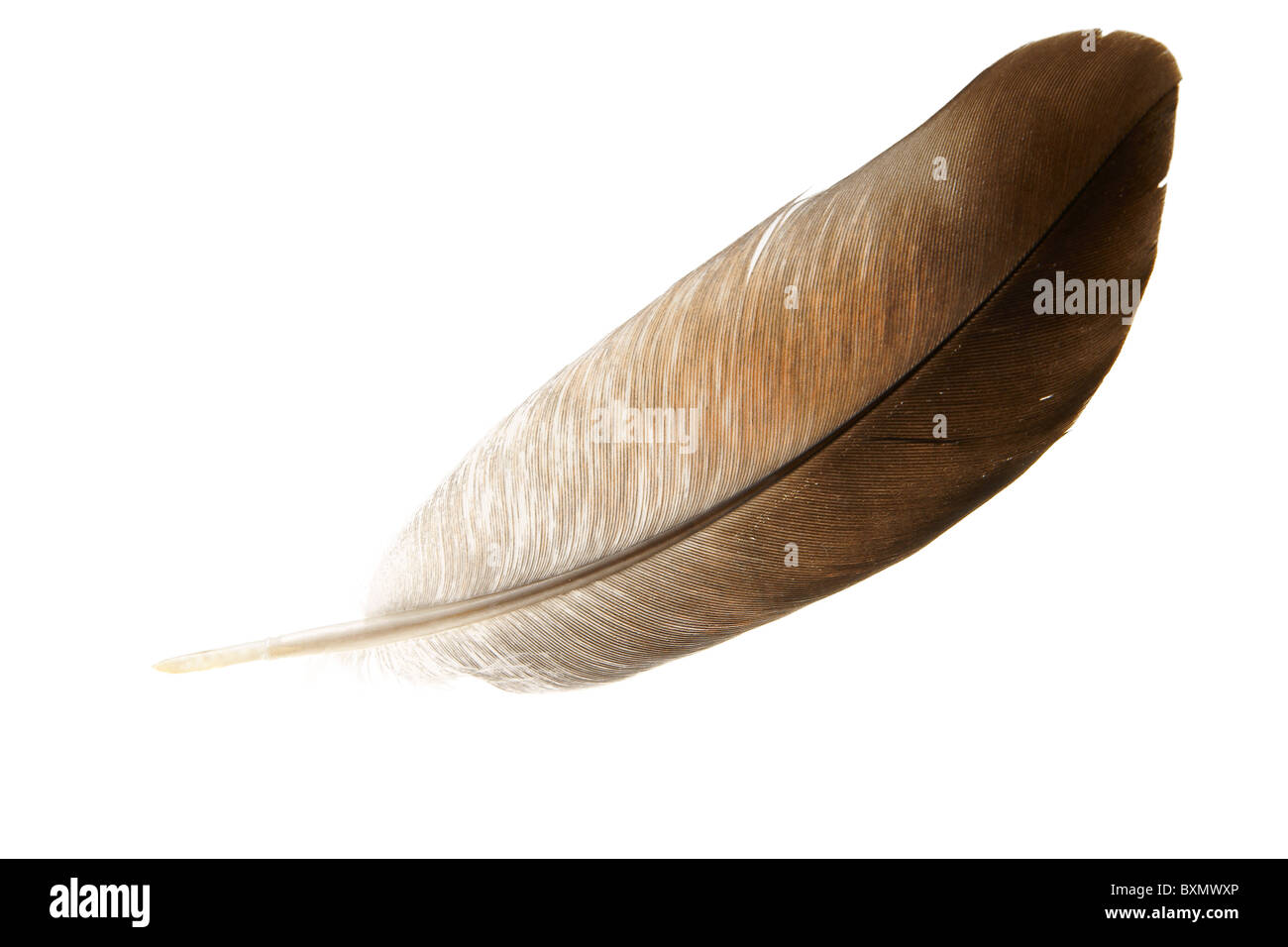 Vögel-Feder von Taube Nahaufnahme isoliert auf weißem Hintergrund Stockfoto