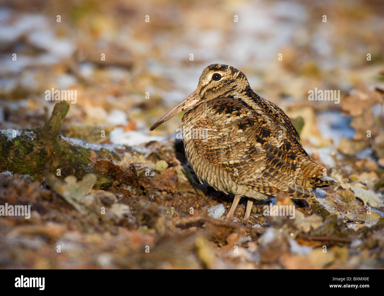 Waldschnepfe (Scolopax Rusticola) unter Frost und Schnee bedeckt Waldboden. Stockfoto