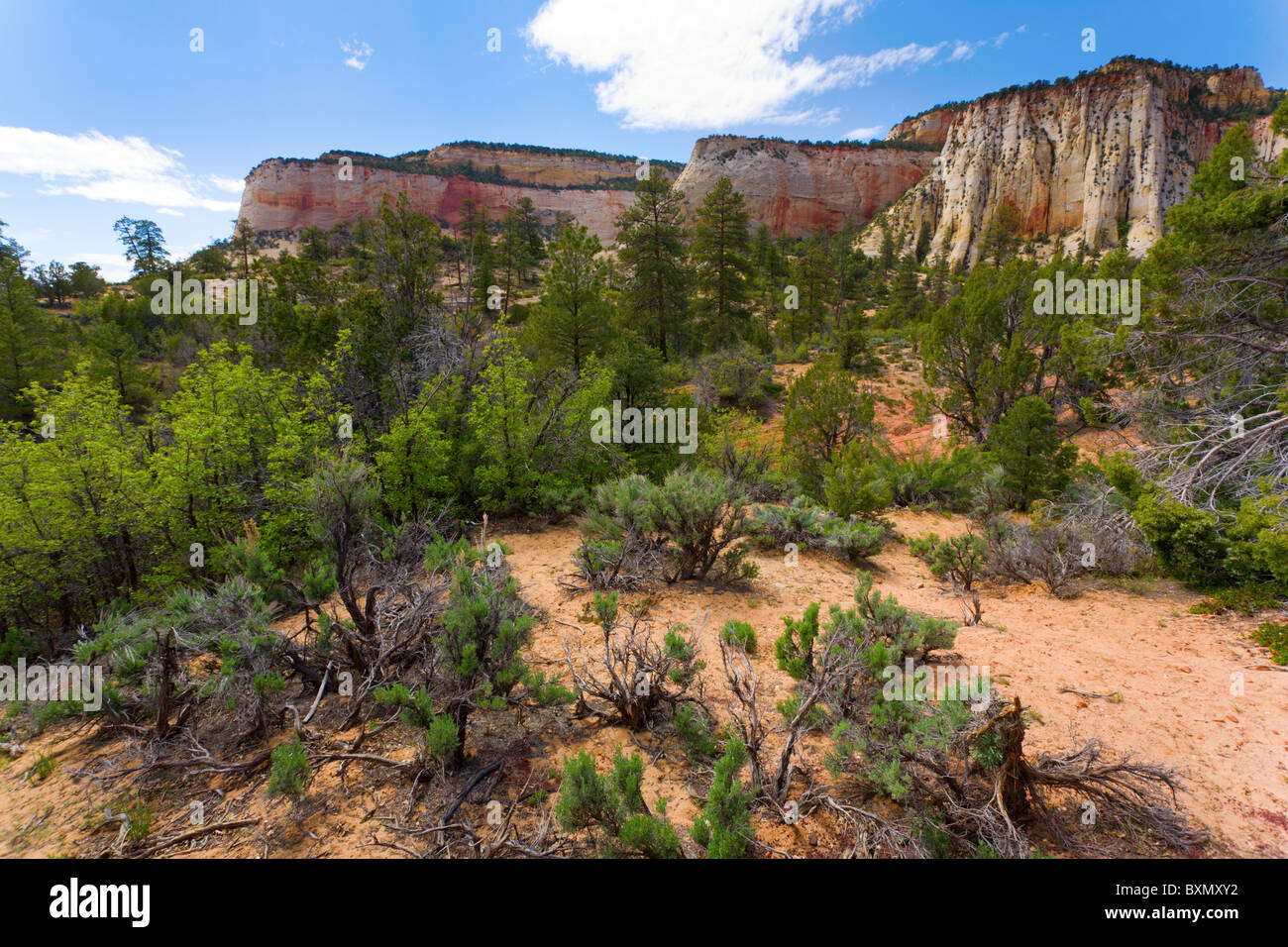 Blick auf die malerische Landschaft in Zion Nationalpark Stockfoto