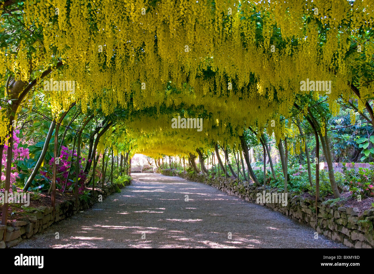 Laburnum Bogen, Bodnant Gardens in der Nähe von Colwyn Bay, Clwyd, North Wales, UK Stockfoto