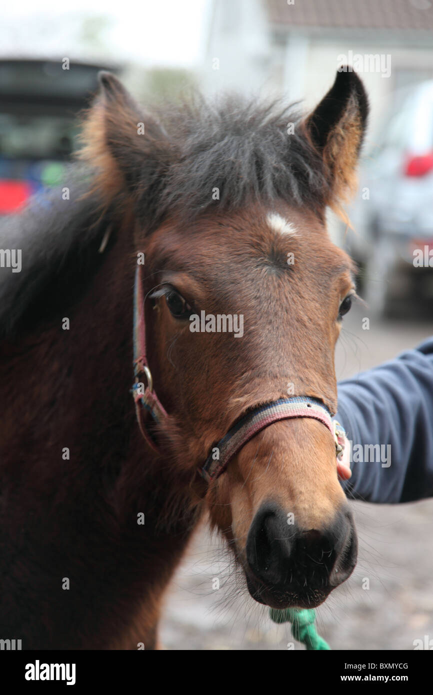 Kopf Blick auf Baby-Fohlen Stockfoto