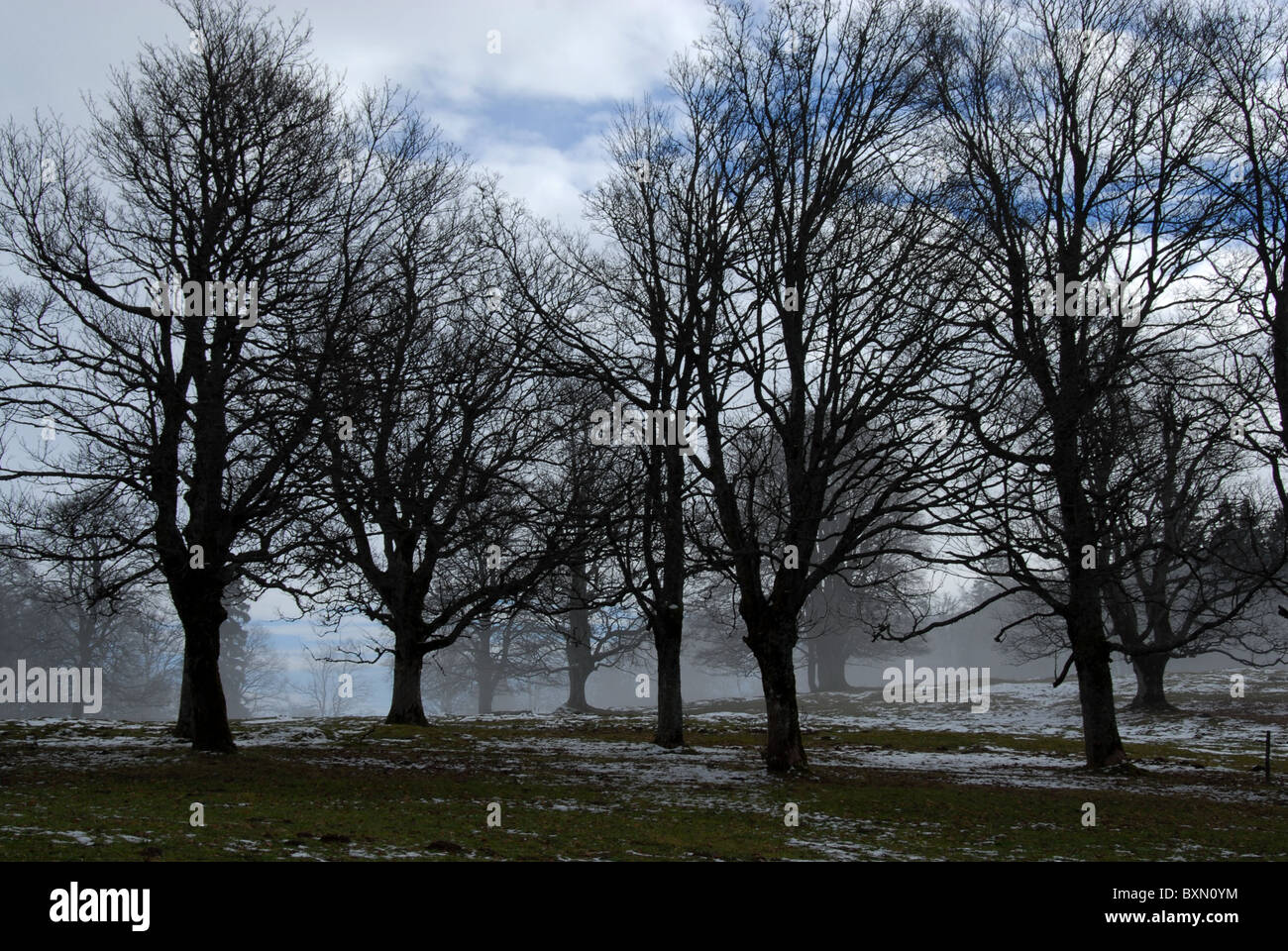 Bäume im frühen Winter, Nebel, Chjaumont, Jura Gebirge, Schweiz Stockfoto