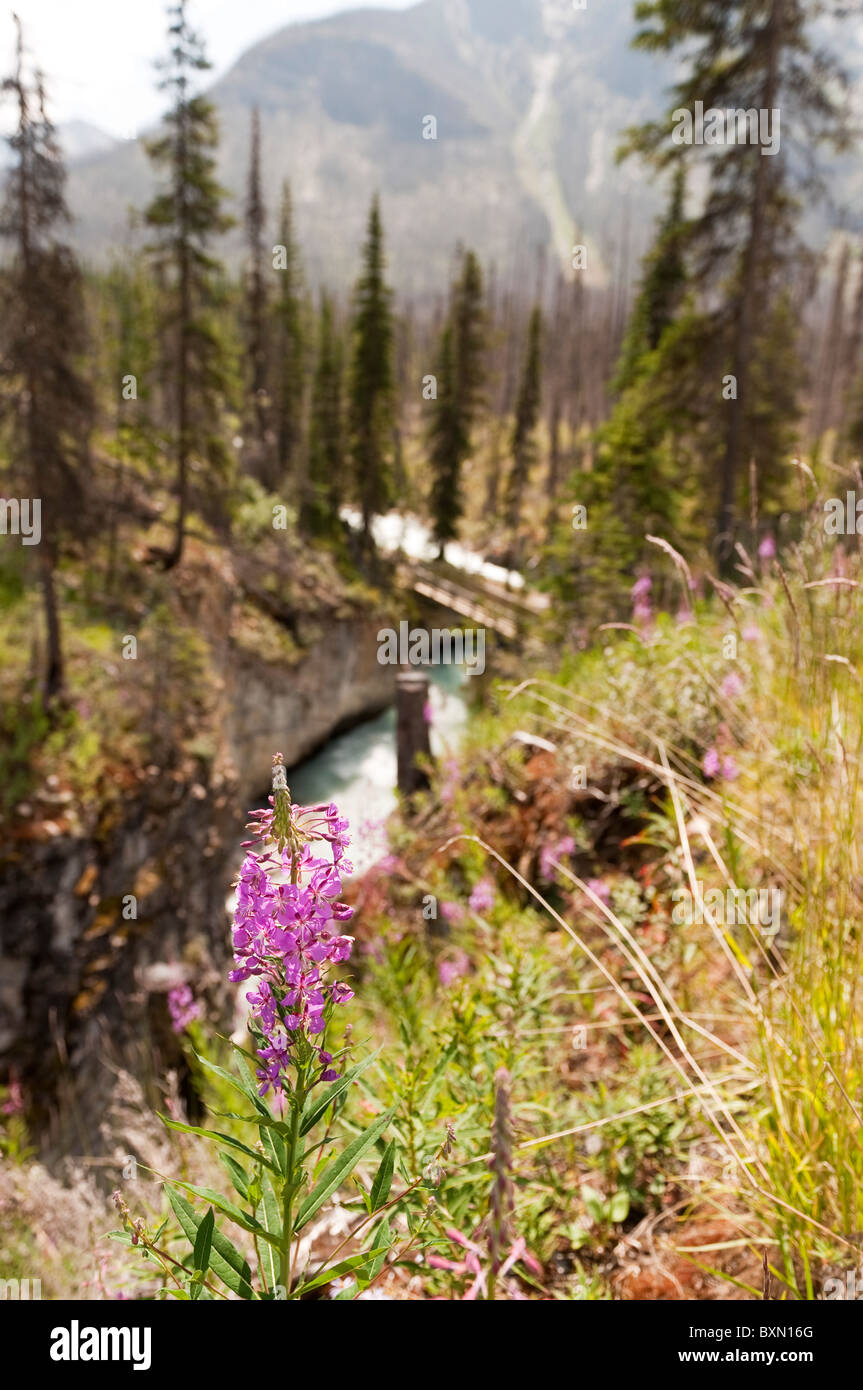 Weidenröschen wächst in Marble Canyon, Kootenay Nationalpark, Rocky Mountains, British Columbia, Kanada Stockfoto