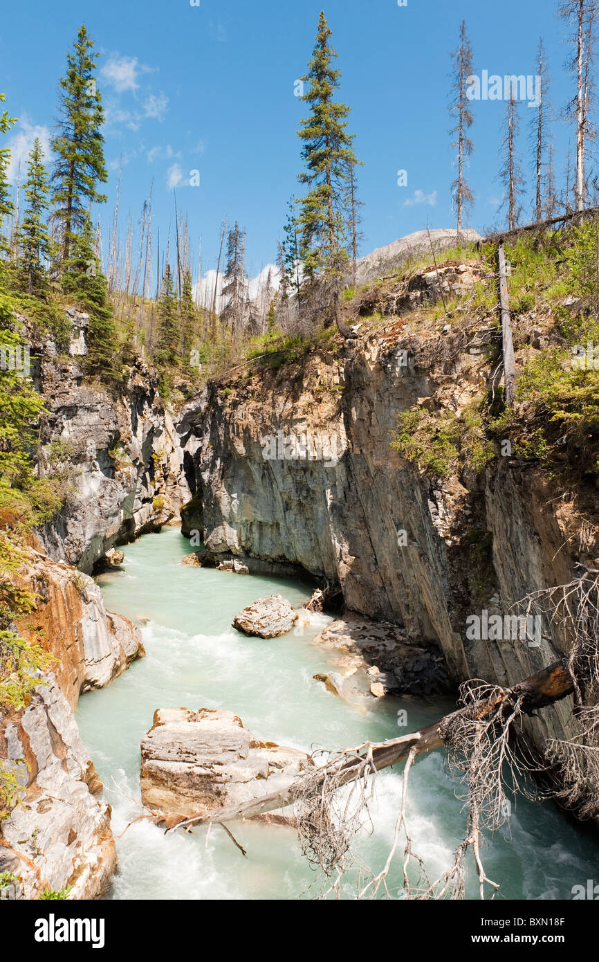 Tokkum Bach fließt durch Marble Canyon, Kootenay Nationalpark, Rocky Mountains, British Columbia, Kanada Stockfoto