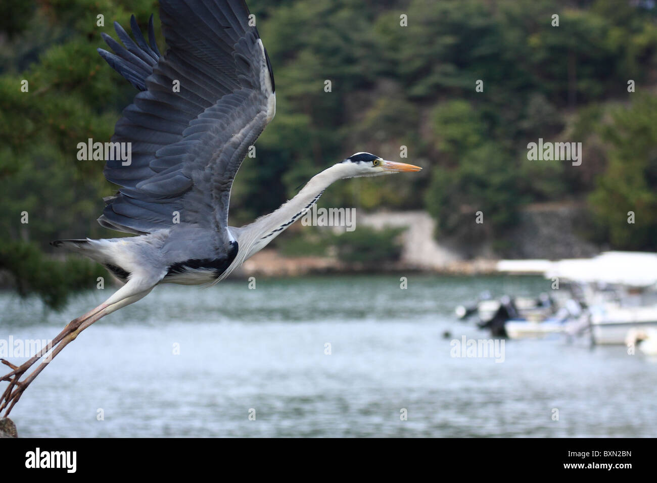 Taking Flight - Kran zieht in Japan Stockfoto