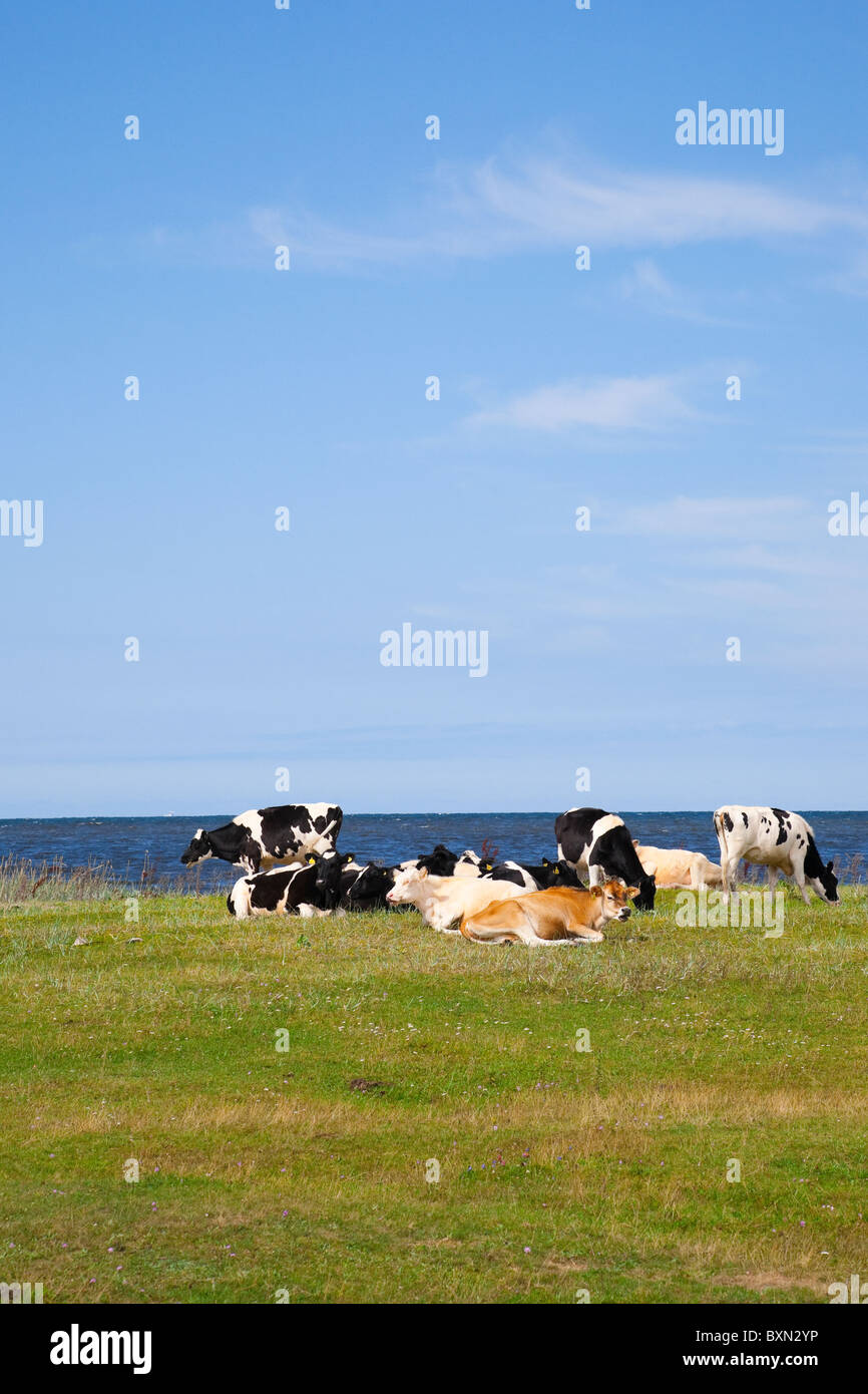 Herde der Kühe in Kovik, Gotland, Schweden. Stockfoto
