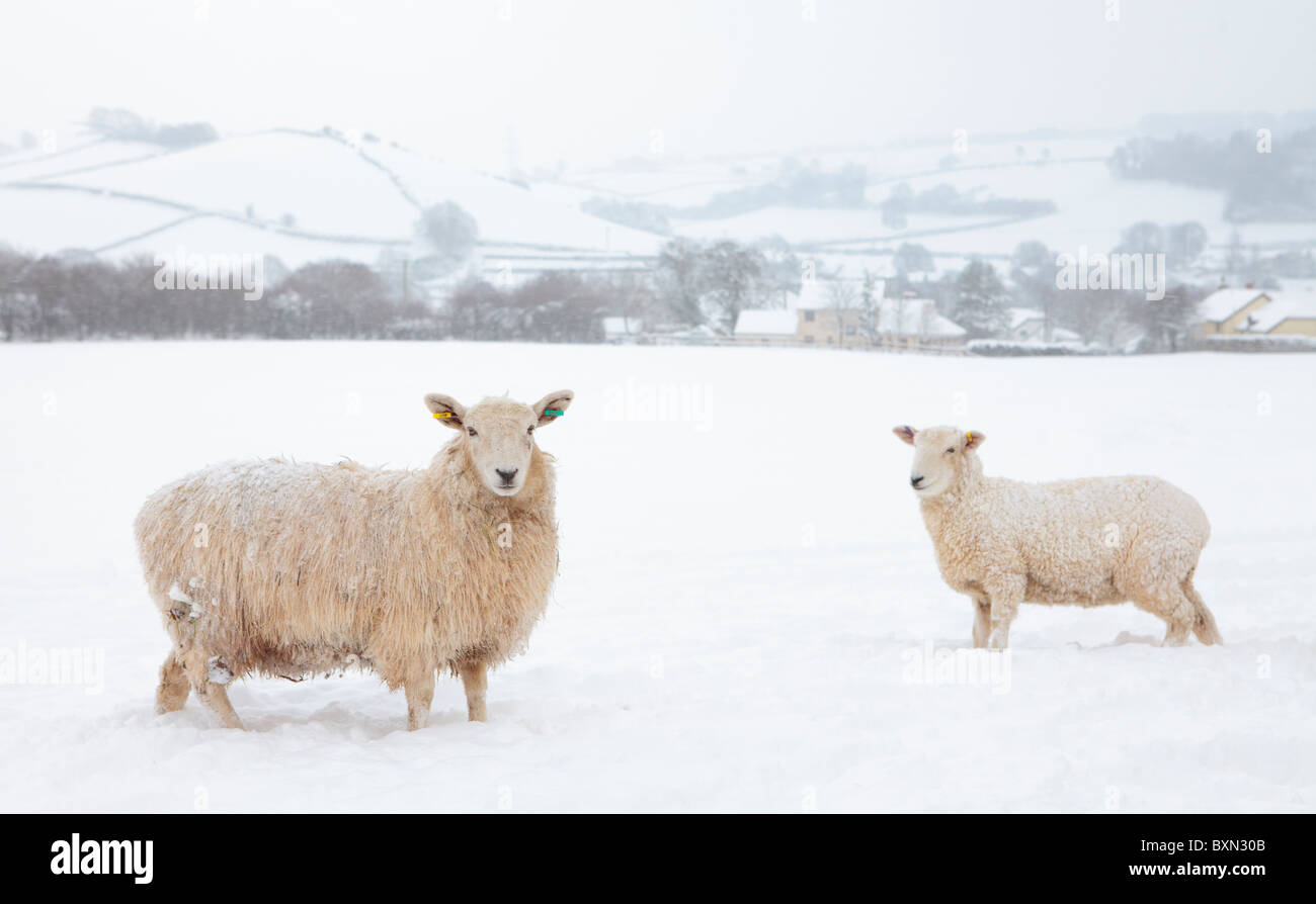 Zwei Schaf stehend in einem schneebedeckten Feld auf Exmoor im Winter Stockfoto