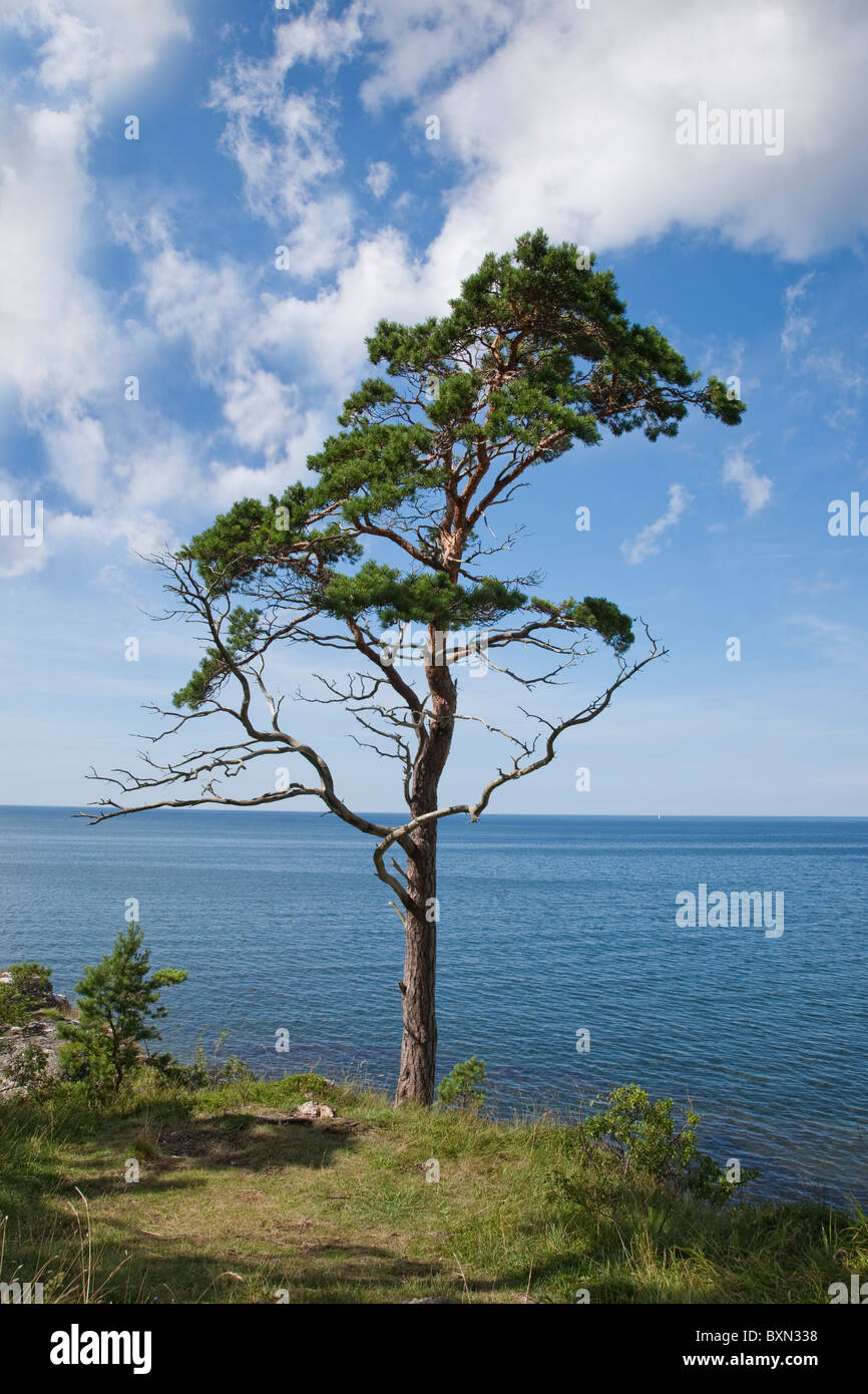 Tanne an der Küste von Gotland, Schweden. Stockfoto