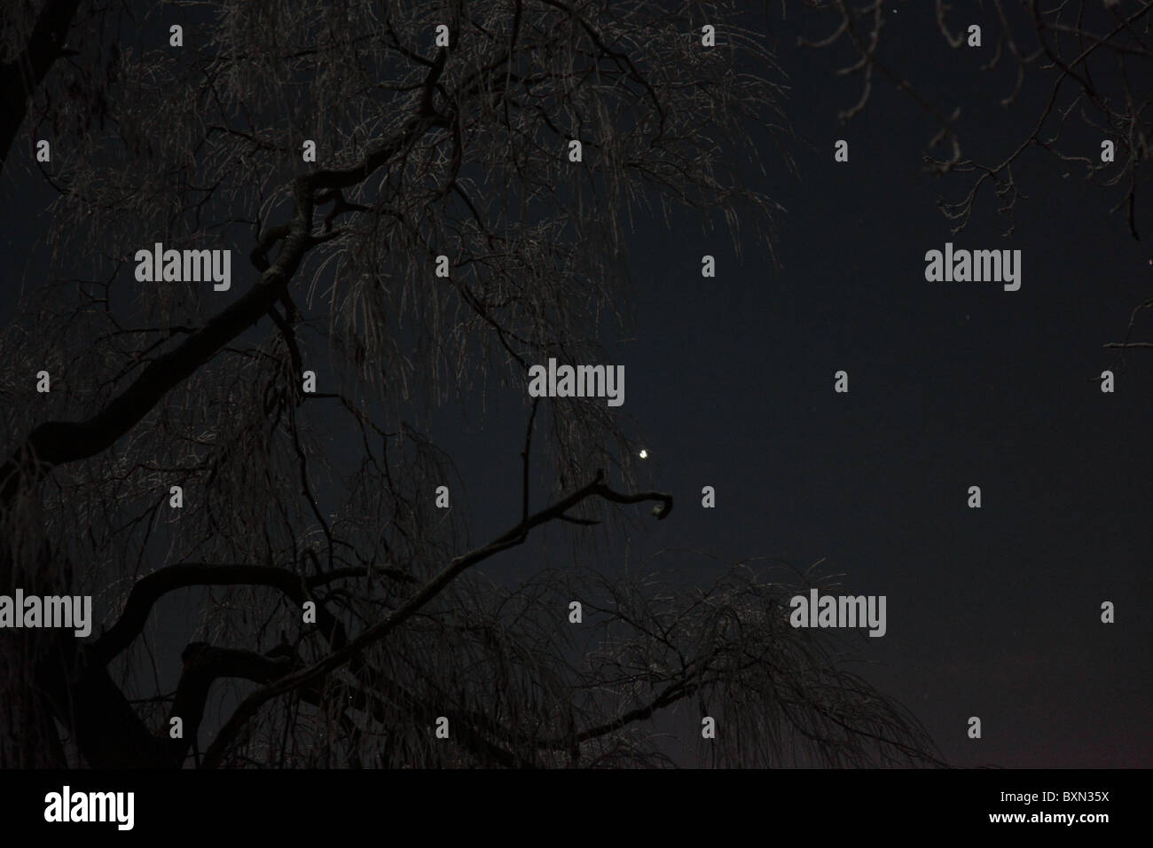 Mondschein Baum mit Raureif mit Planeten Jupiter im Hintergrund Stockfoto