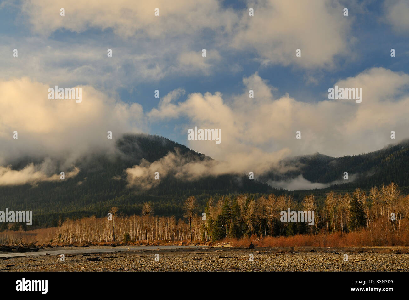 Quinault River Stockfoto