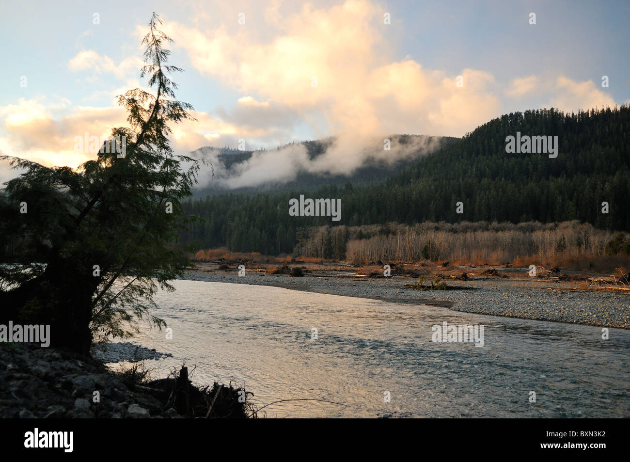 Quinault River Stockfoto