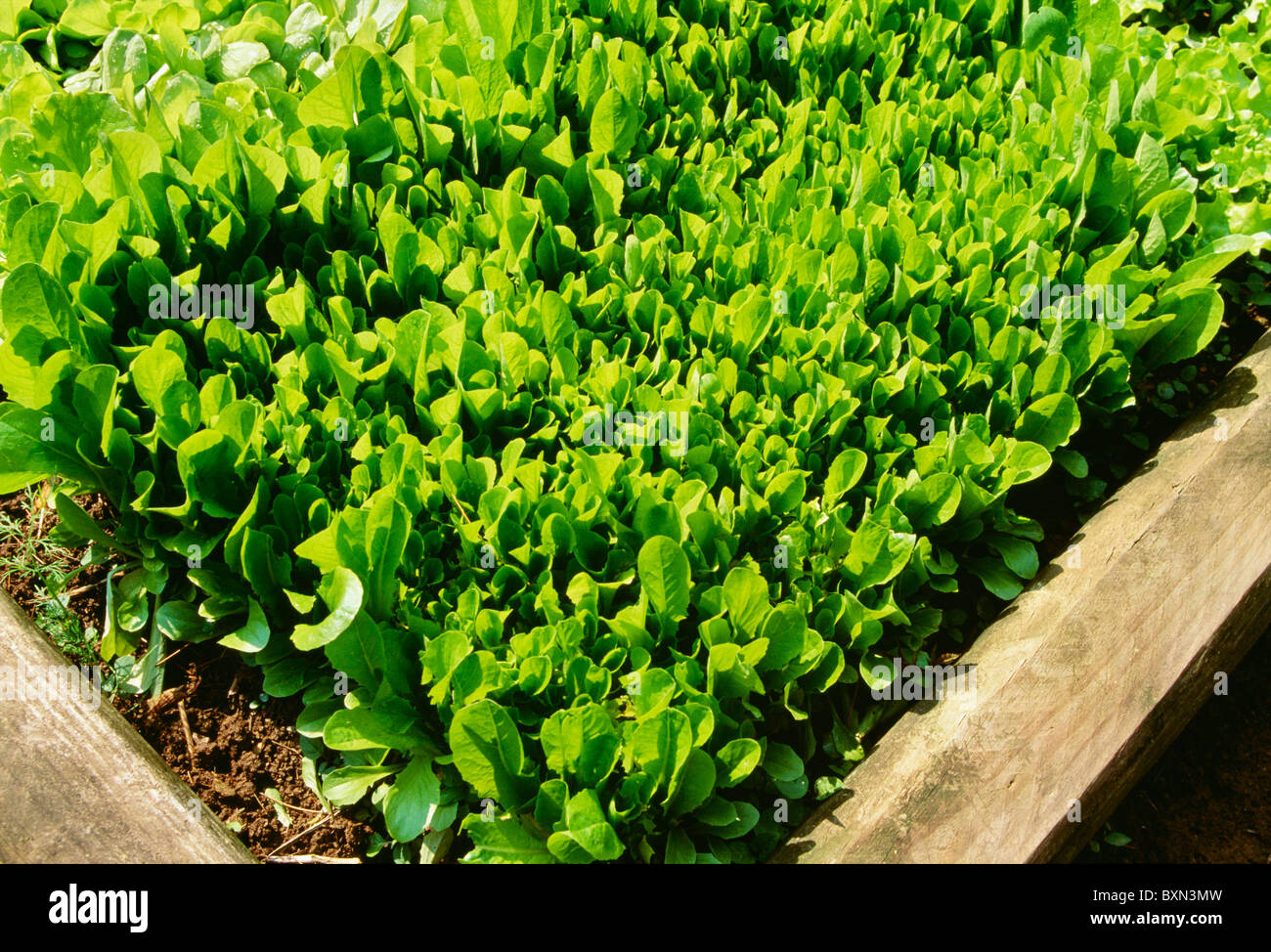 PARRIS INSEL COS RÖMERSALAT / STUDIO Stockfoto