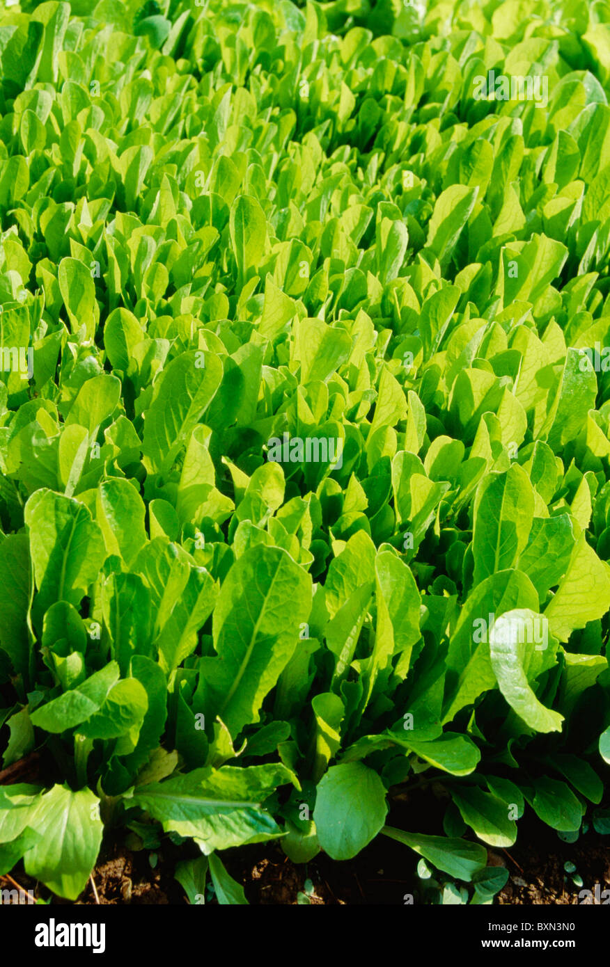 PARRIS INSEL COS RÖMERSALAT / STUDIO Stockfoto