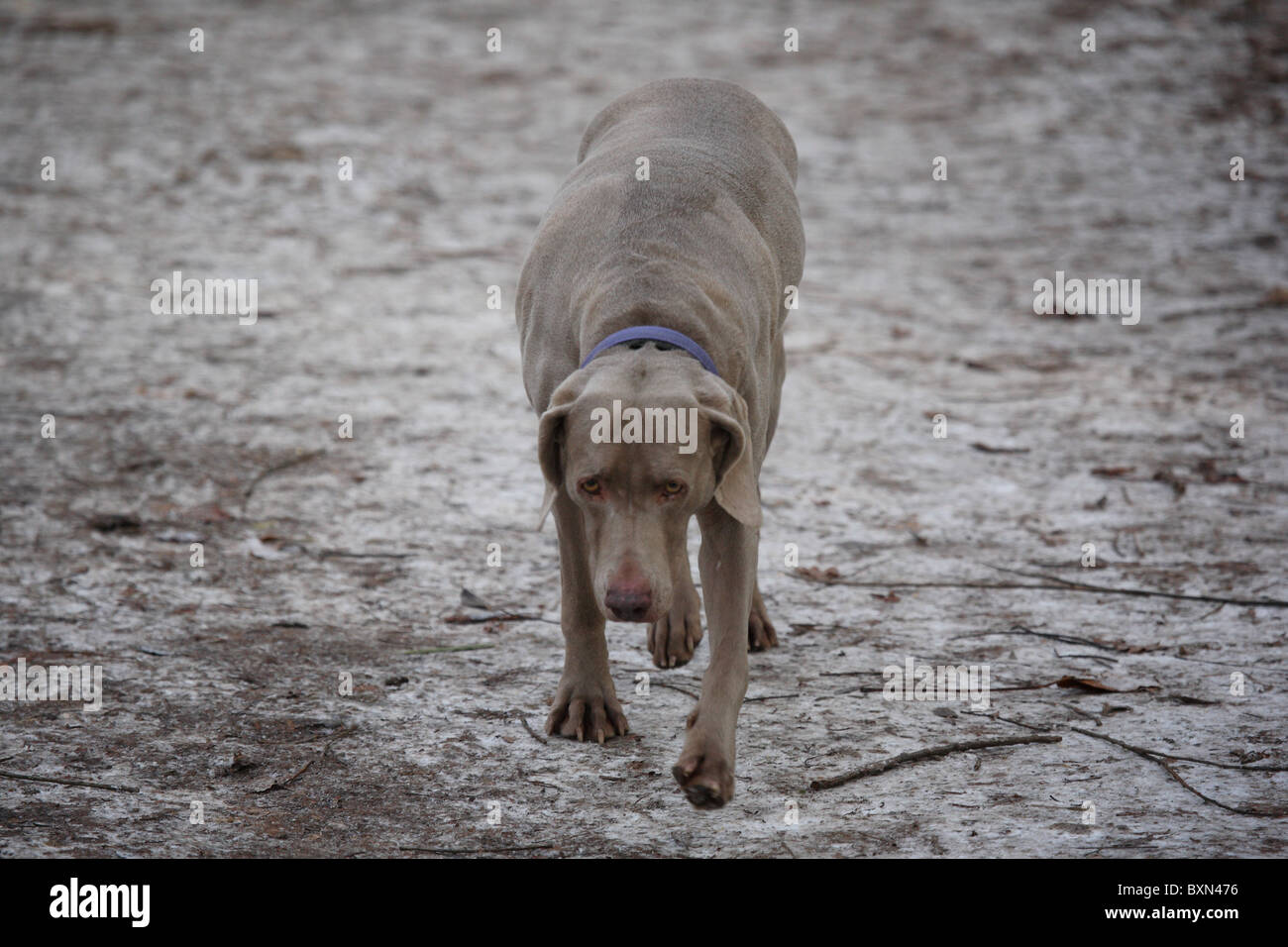 Weimaraner Stockfoto