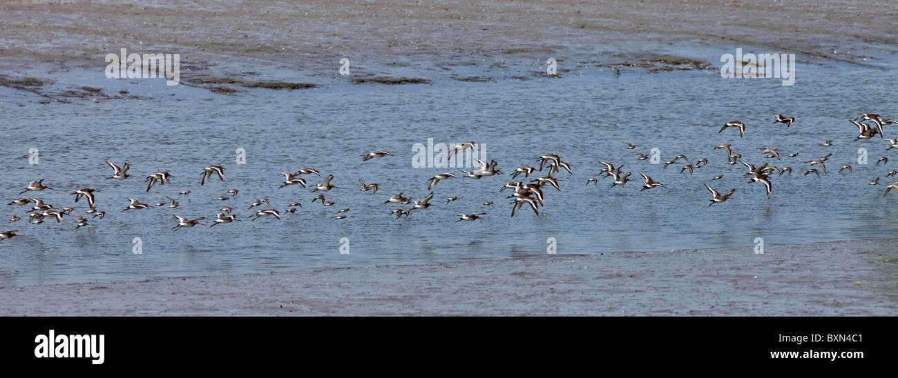 Watvögel im Flug über der Mündung im County Wexford, Südirland Stockfoto