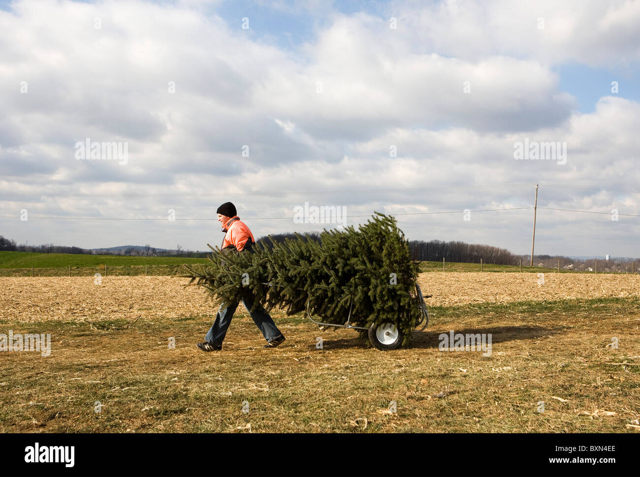 Ein Mann mit einem Weihnachtsbaum. Stockfoto