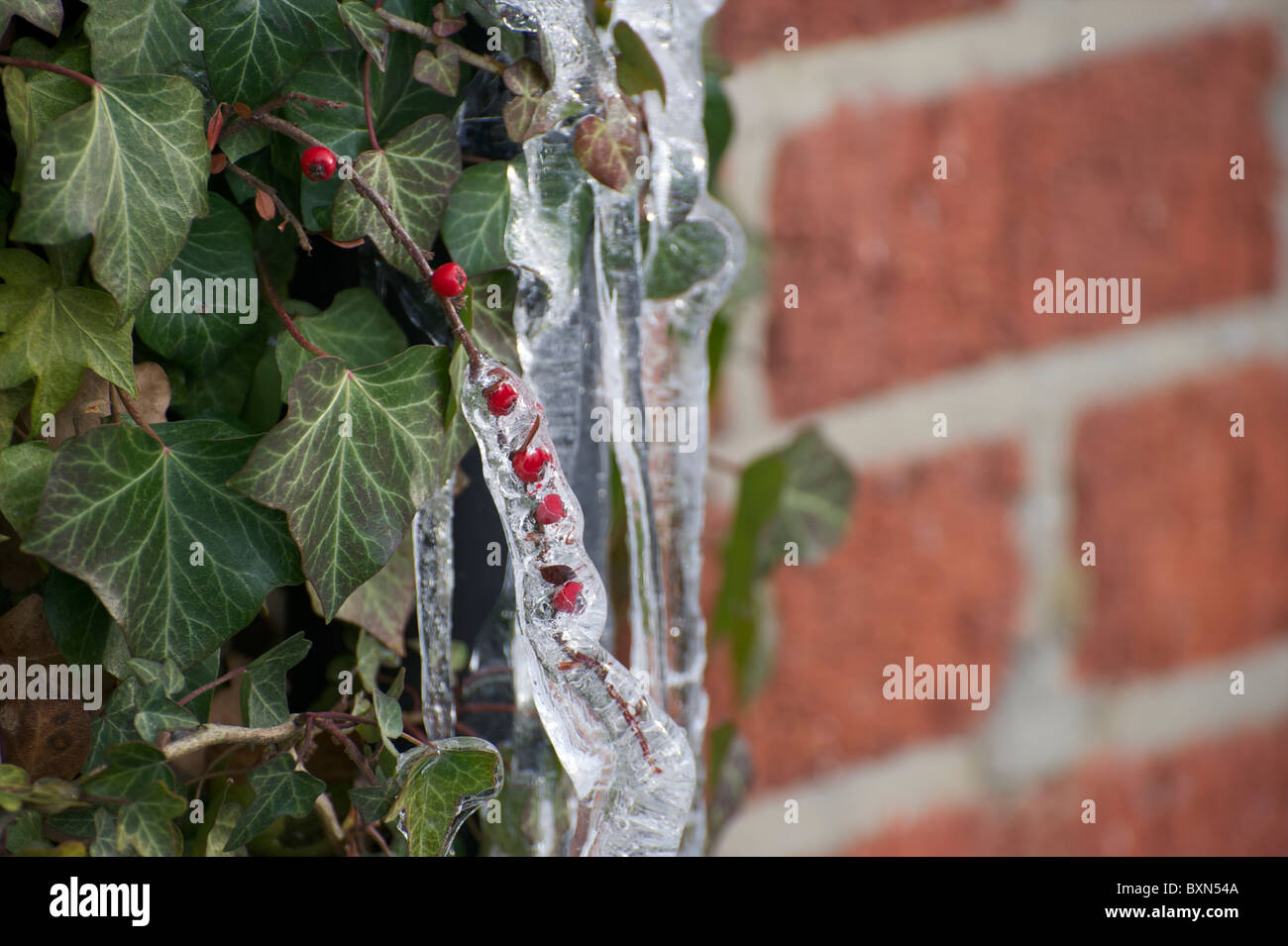 Rote Beeren umhllt von Eiszapfen auf ein Efeu Busch in Oxford, England  Stockfotografie - Alamy