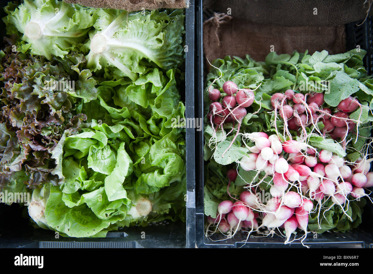 Salat und Radieschen in Kisten Stockfoto