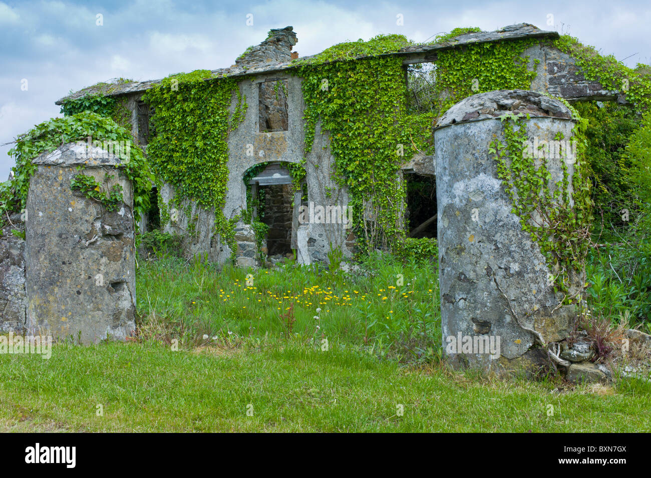 Aufgegeben, verfallenes Haus renovierungsbedürftig, bedeckt mit Efeu und andere Kletterpflanzen in Co. Wexford, Irland Stockfoto