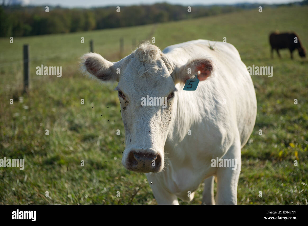 Rinder im Hookstown, PA Stockfoto