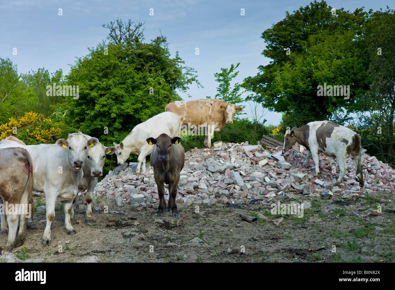 Irische Rinder Klettern auf Builders Schutt in der Nähe von Tagoat, Grafschaft Rosslare, Irland Stockfoto