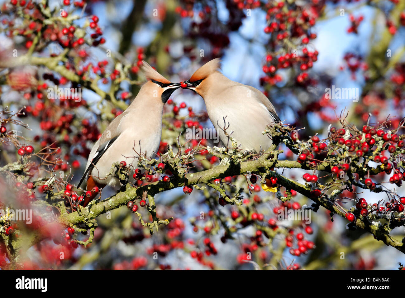 Seidenschwanz, Bombycilla Garrulus, zwei Vögel füttern einander, Midlands, Dezember 2010 Stockfoto