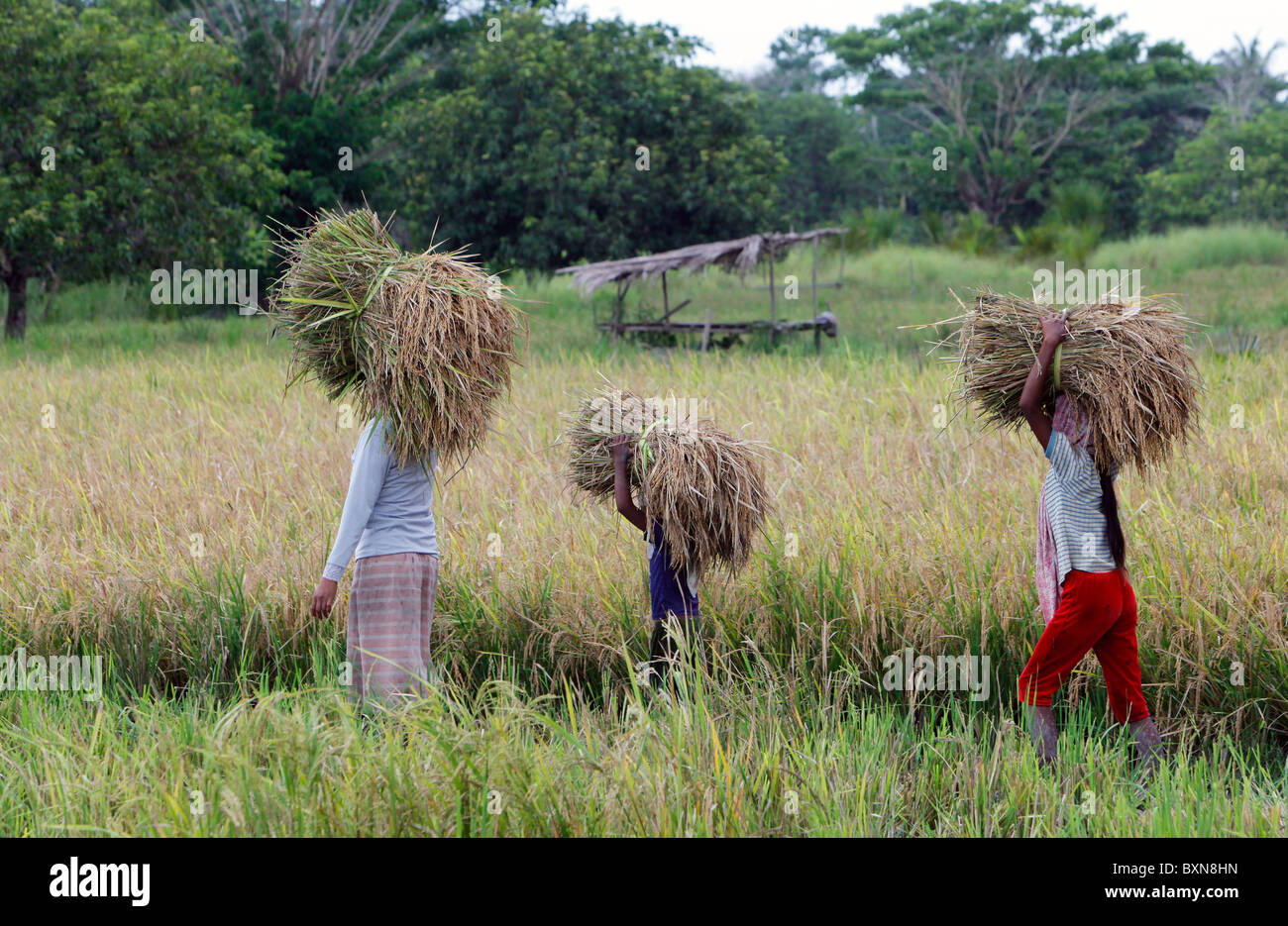 Reisernte in einem Reisfeld in Timor-Leste (Osttimor) Stockfoto