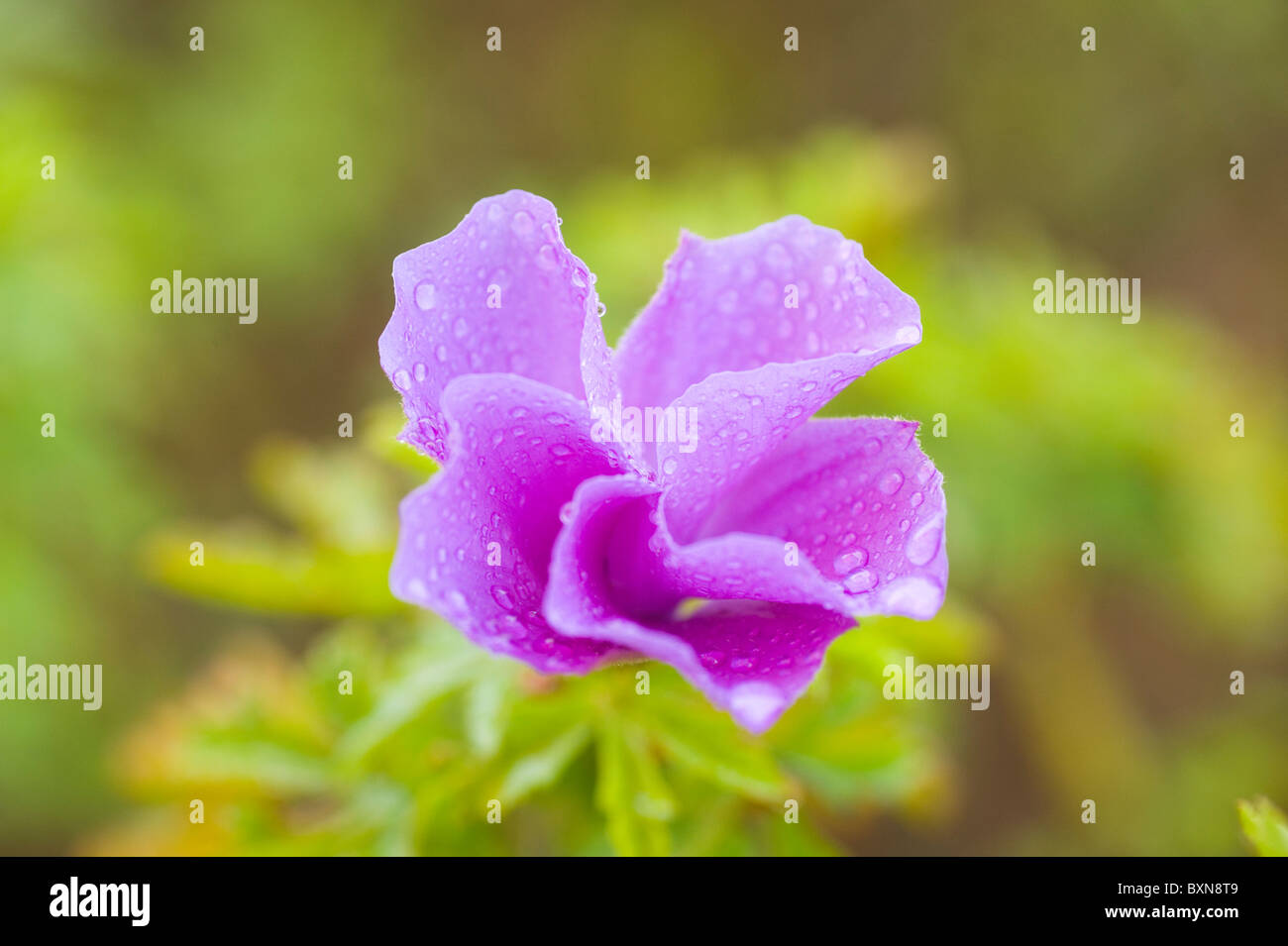 Alyogyne Huegelii Westküste Juwel malvaceae Stockfoto