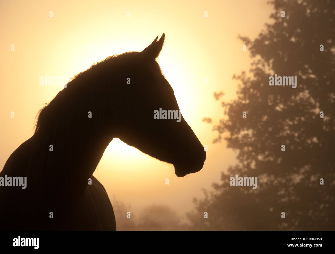 Schönes Bild von einer edlen arabischen Pferdes Profil gegen Nebel und Sonnenaufgang in Sepia Klangfülle Stockfoto