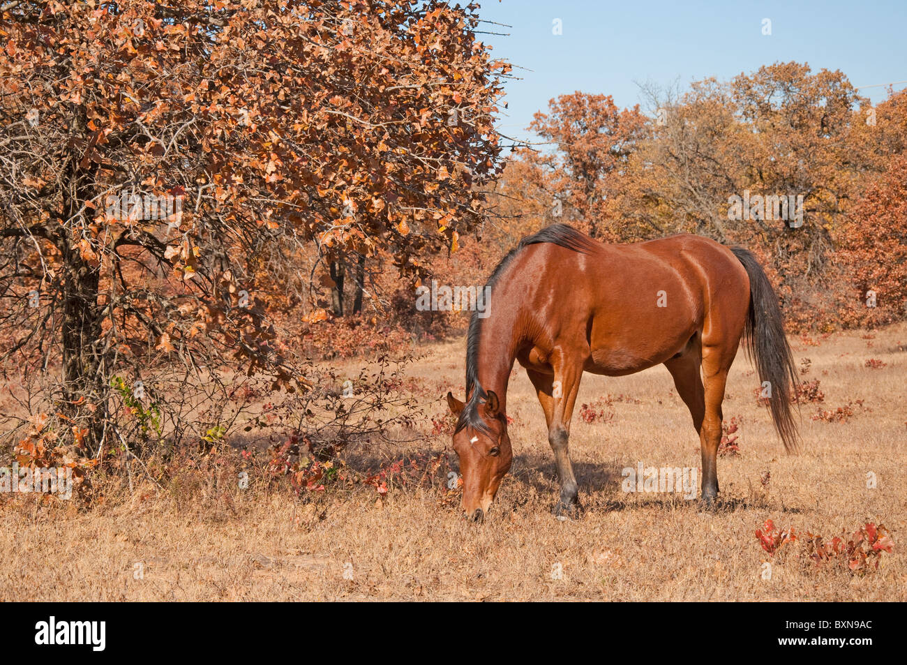 Rote Bucht Araberhengst in einem trockenen Weiden fallen Weide an einem sonnigen Tag Stockfoto
