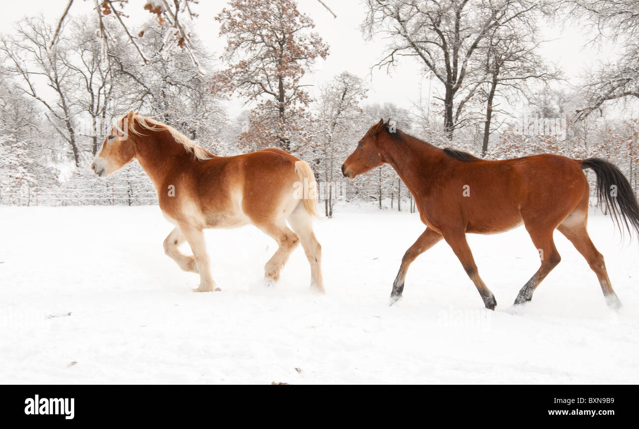 Zwei Pferde traben und spielen im Schnee Stockfoto