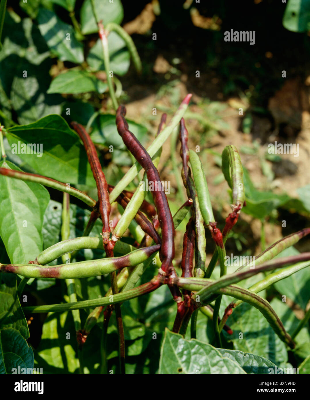 LILA-RUMPF SORTE BLACK-EYED PEAS / GEORGIEN Stockfoto LILA-RUMPF SORTE BLACK-EYED PEAS / GEORGIEN Stockfoto