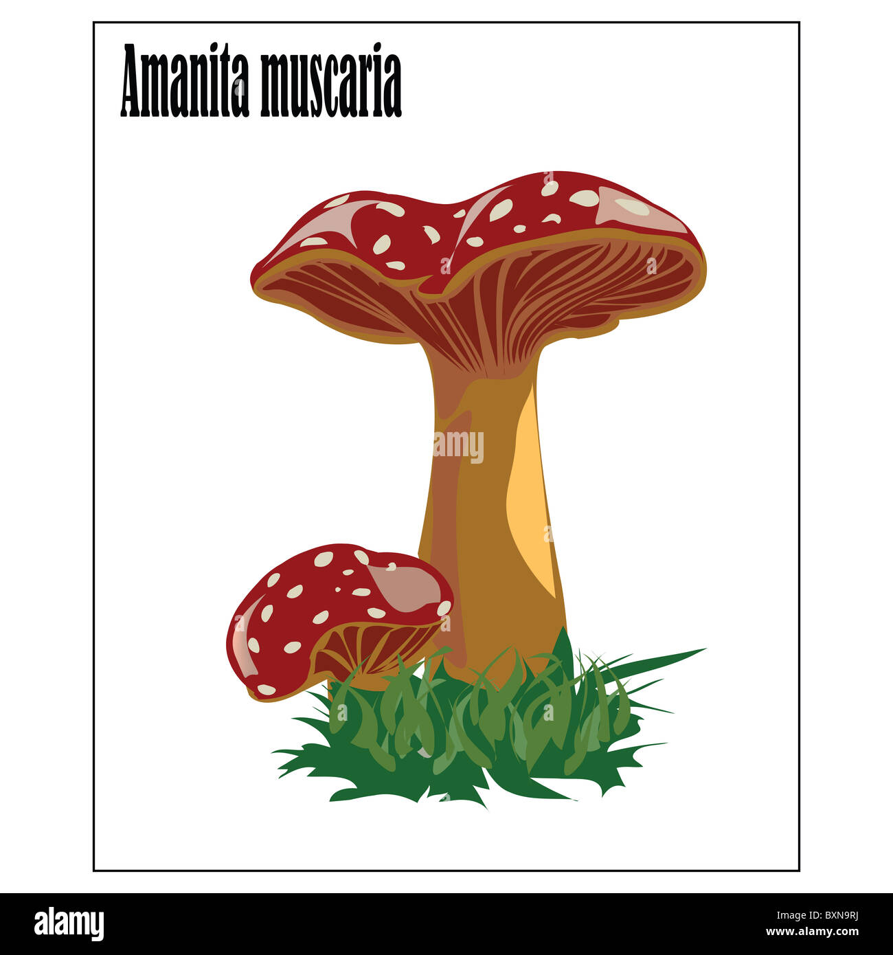 Amanita Stockfoto