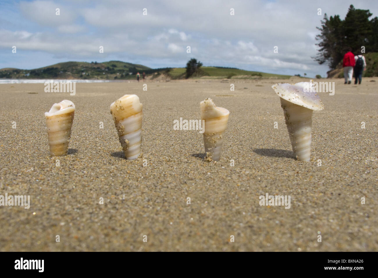 Vier kleine Schalen haben im Sand... Stand wurde aus unerfindlichen Gründen Stockfoto