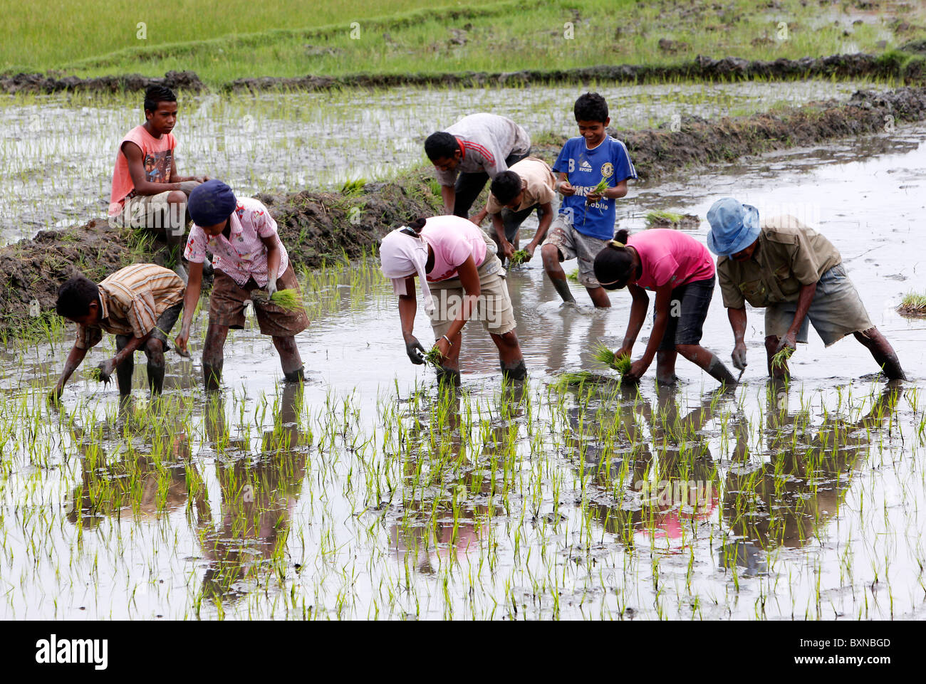 Bauern, die Pflanzen Reis in einem Reisfeld in Timor-Leste (Osttimor) Stockfoto