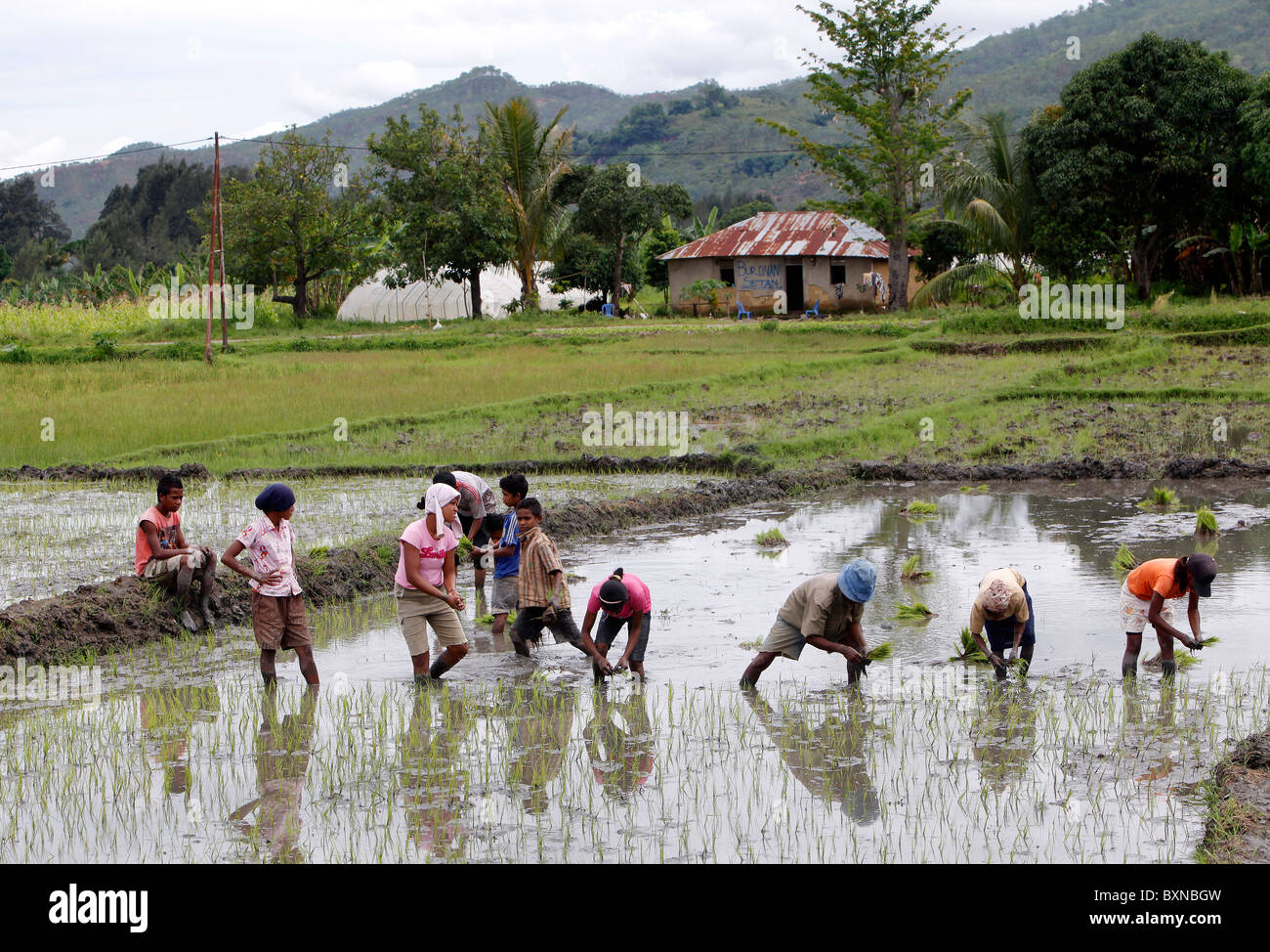 Bauern, die Pflanzen Reis in einem Reisfeld in Timor-Leste (Osttimor) Stockfoto