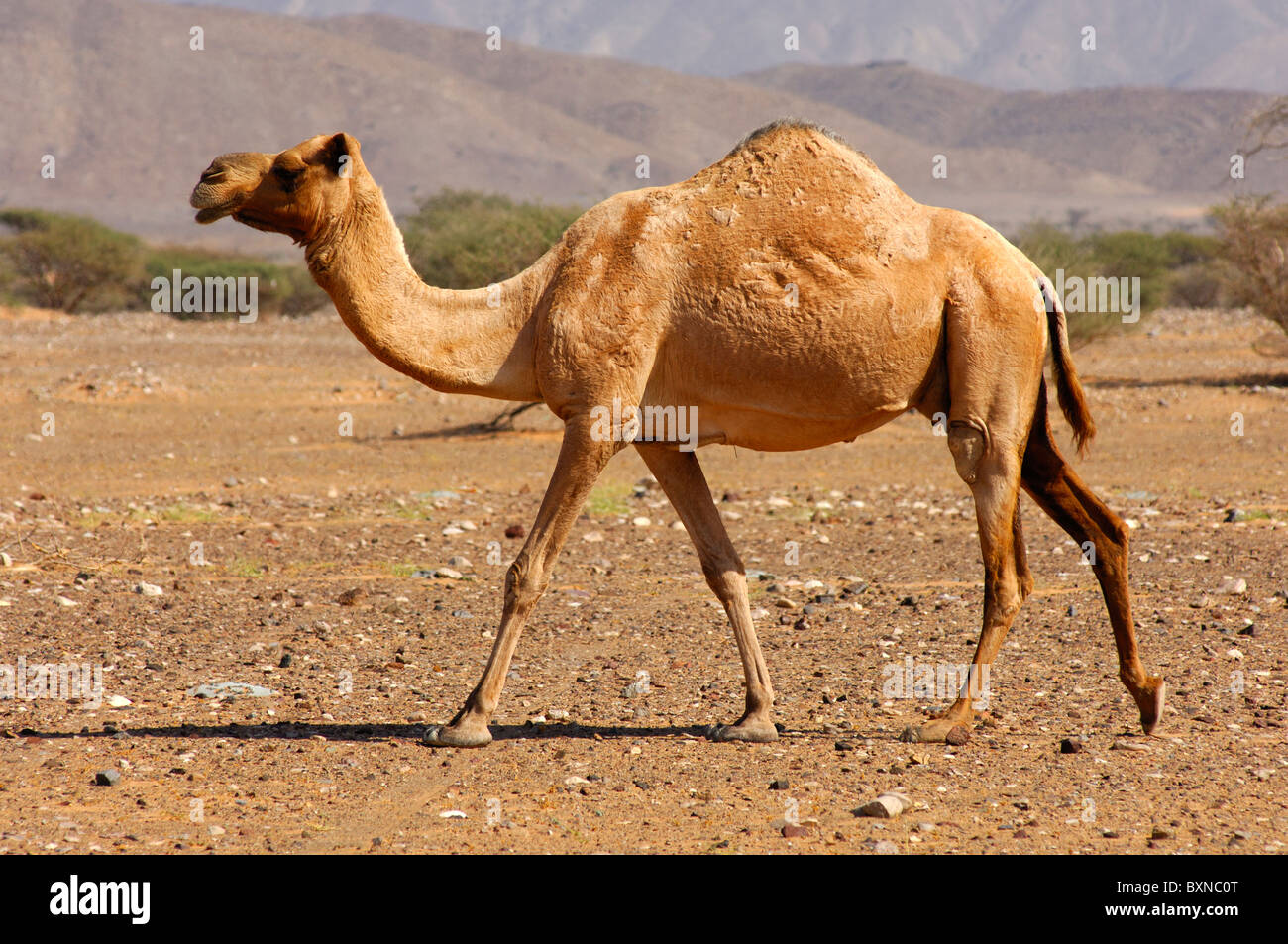 Halbwilden Dromedar (Camelus Dromedarius) oder arabischen Kamel, roaming im natürlichen Lebensraum von einer Halbwüste Gegend, Sultanat von O Stockfoto