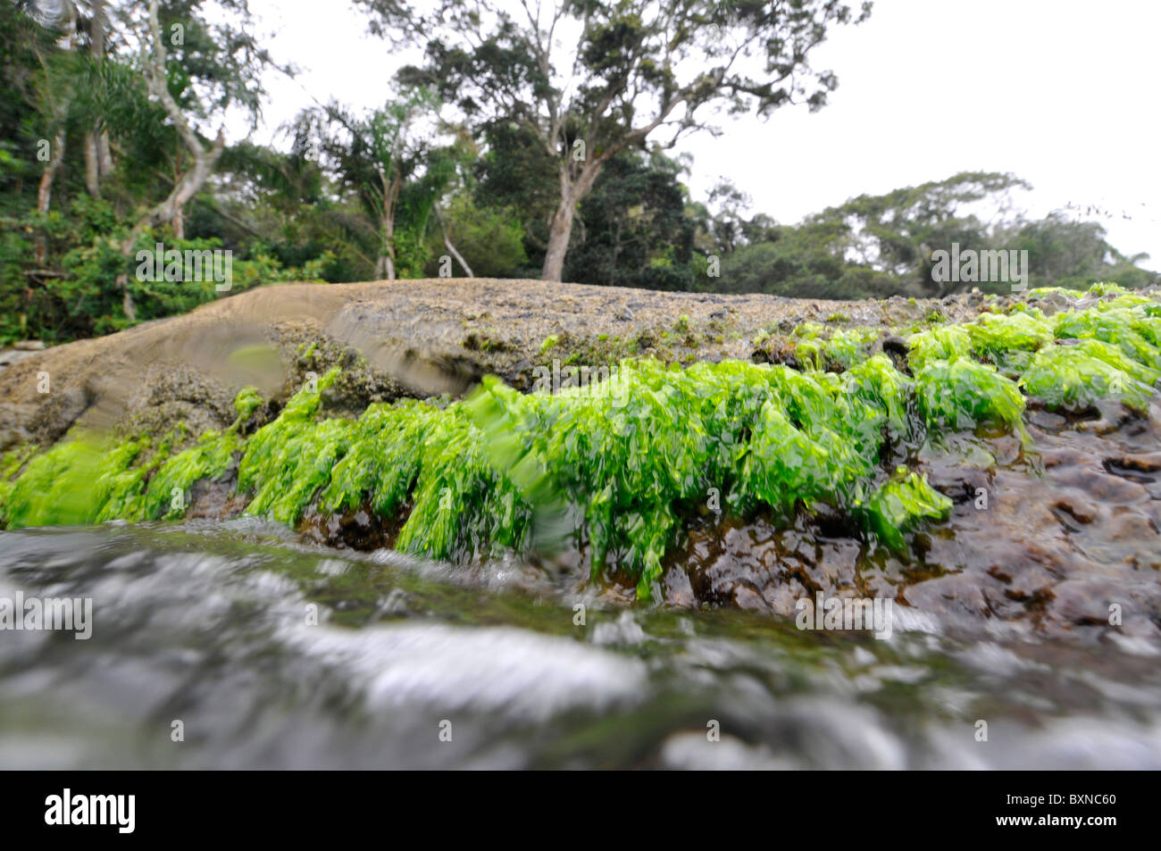 Küste mit grünen Algen, Bombinhas, Santa Catarina, Brasilien Stockfoto