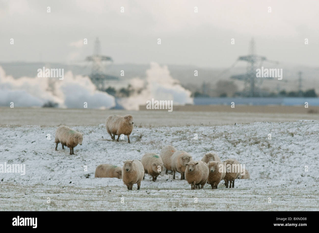 Hausschaf (Ovis Ammon Aries). Romney Schafe wandern im Schnee mit der Industrie im Hintergrund, Elmley Marshes. Stockfoto