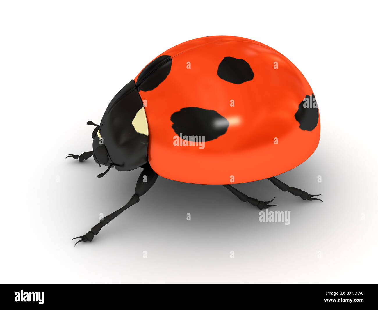 Marienkäfer auf weißem Hintergrund Stockfoto