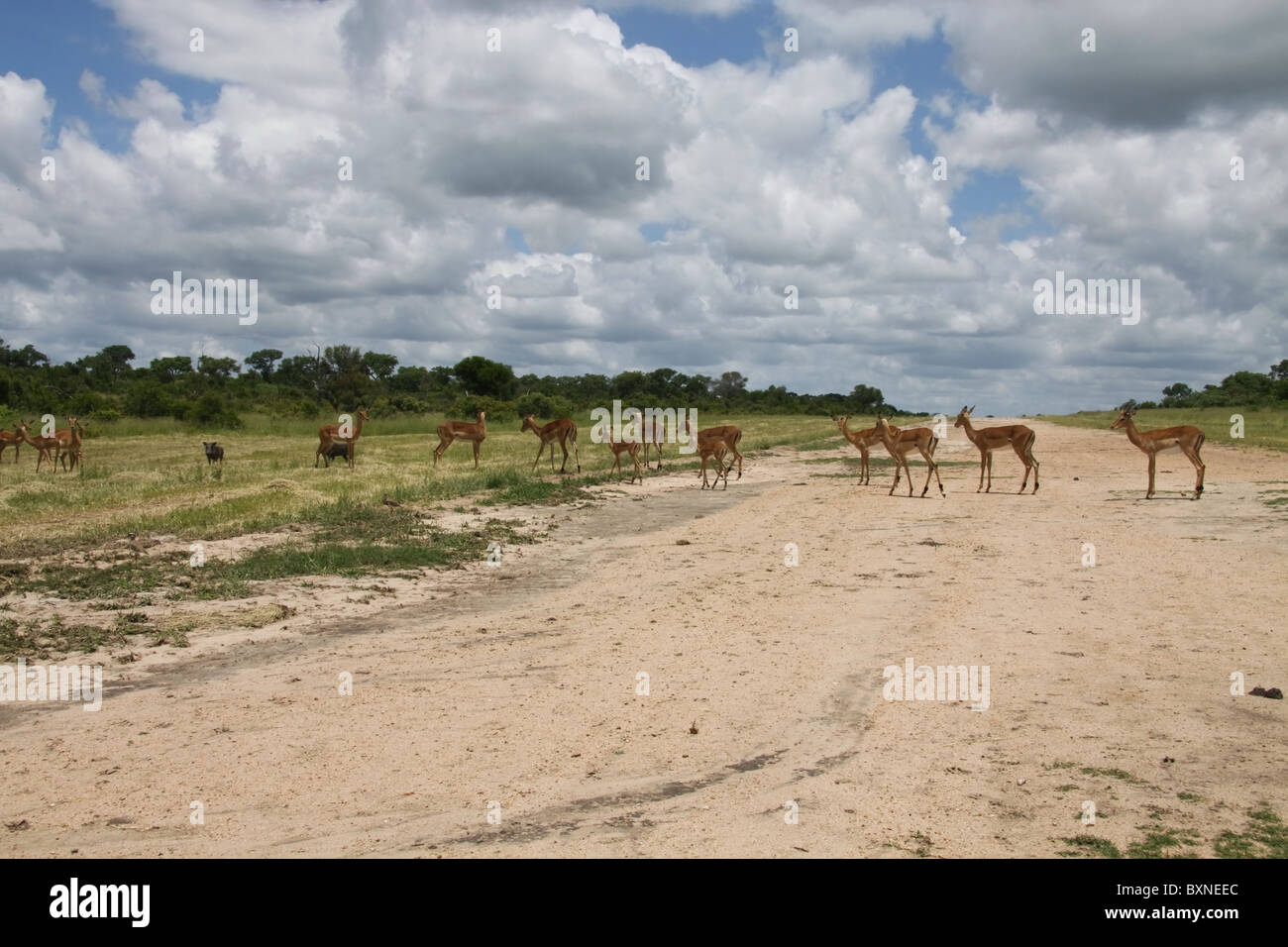 Herde von Impalas auf der Startbahn in Sabie Sand - Südafrika Stockfoto