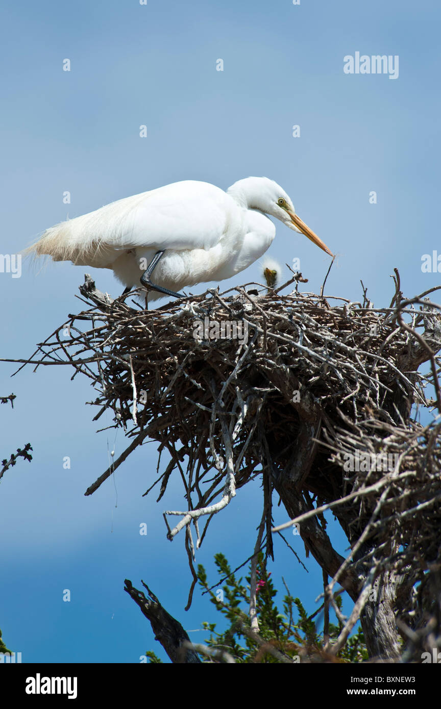 Weiße Reiher stehen in seinem Nest im Pichidangui Chile Stockfoto